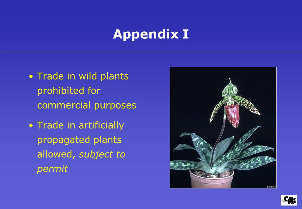 Trade in wild plants prohibited for commercial purposes Trade in artificially propagated plants allowed, subject to permit Appendix I