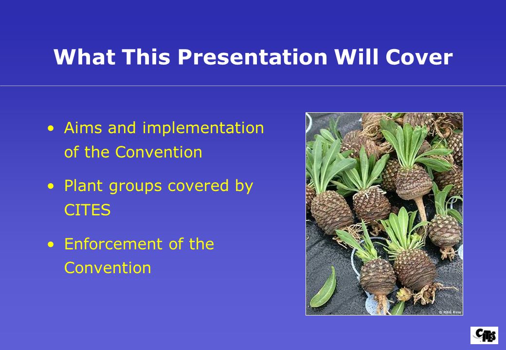 What This Presentation Will Cover Aims and implementation of the Convention Plant groups covered by CITES Enforcement of the Convention