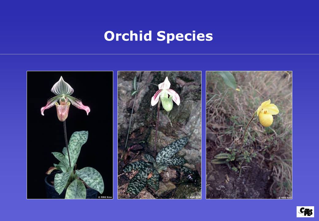 Orchid Species