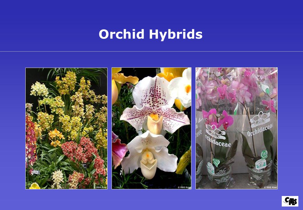 Orchid Hybrids