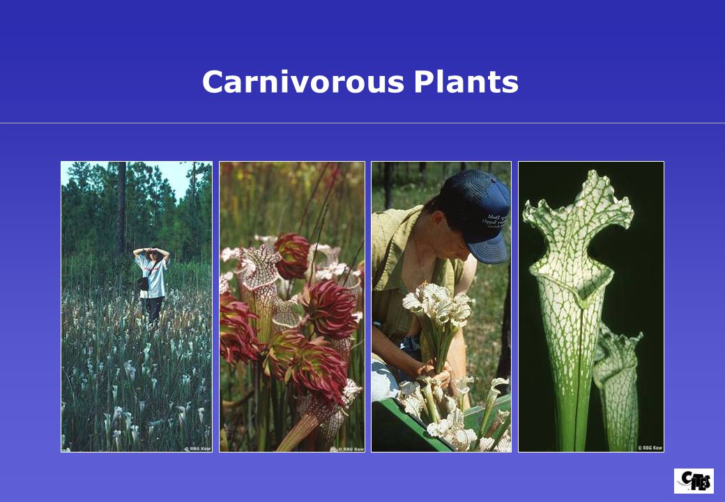 Carnivorous Plants