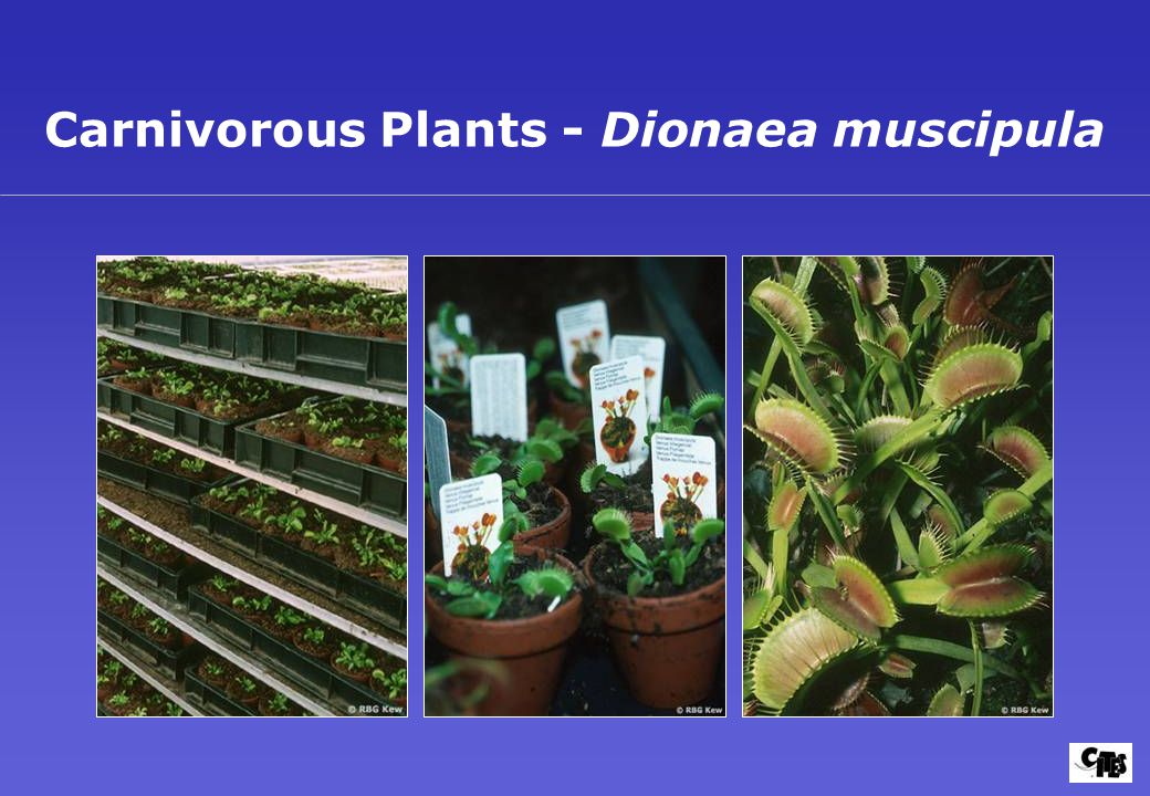 Carnivorous Plants - Dionaea muscipula