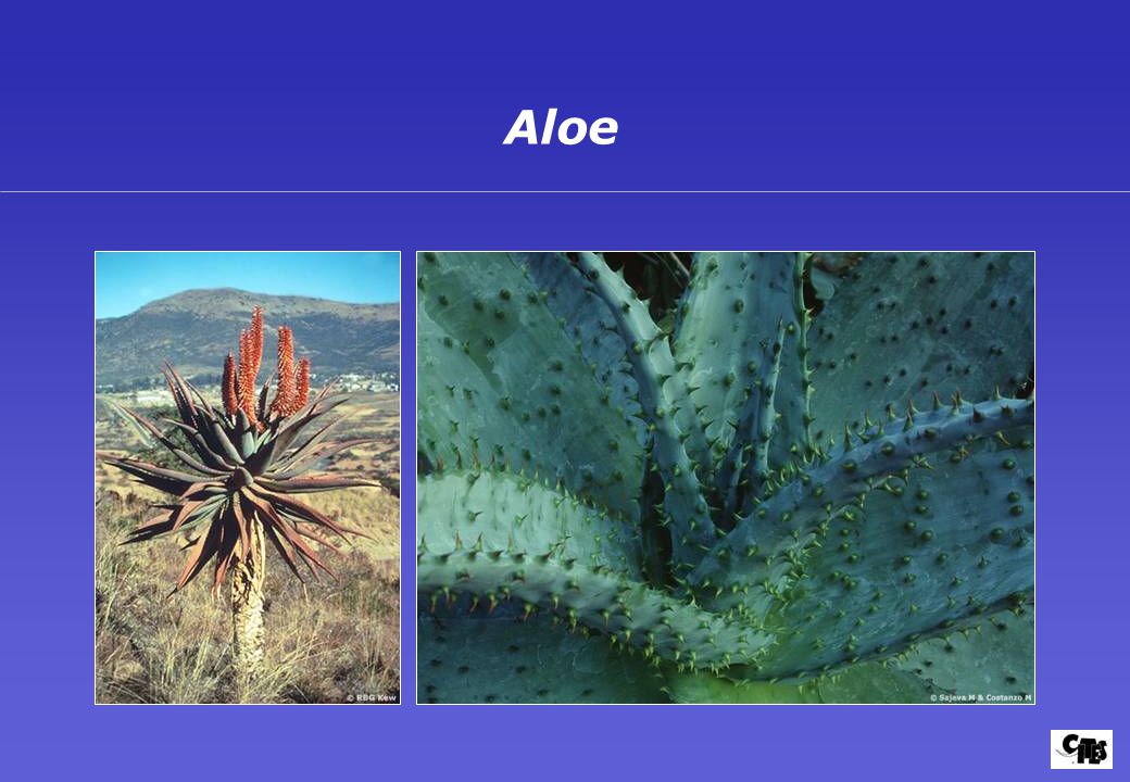 Aloe