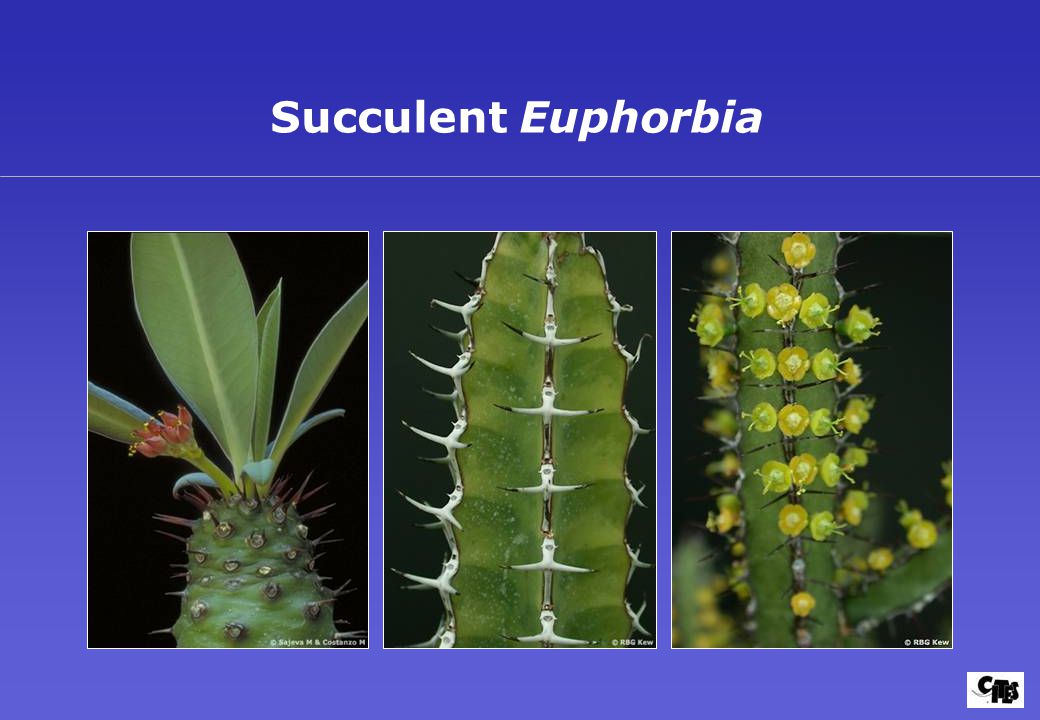 Succulent Euphorbia