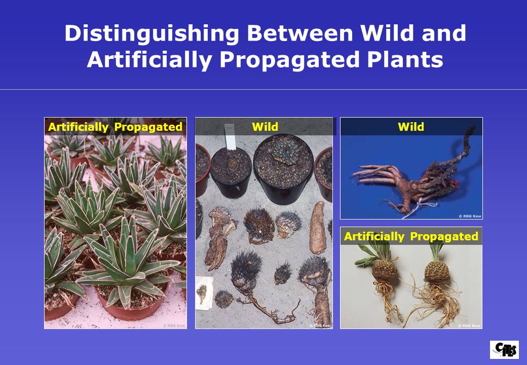 Distinguishing Between Wild and Artificially Propagated Plants Artificially Propagated Wild