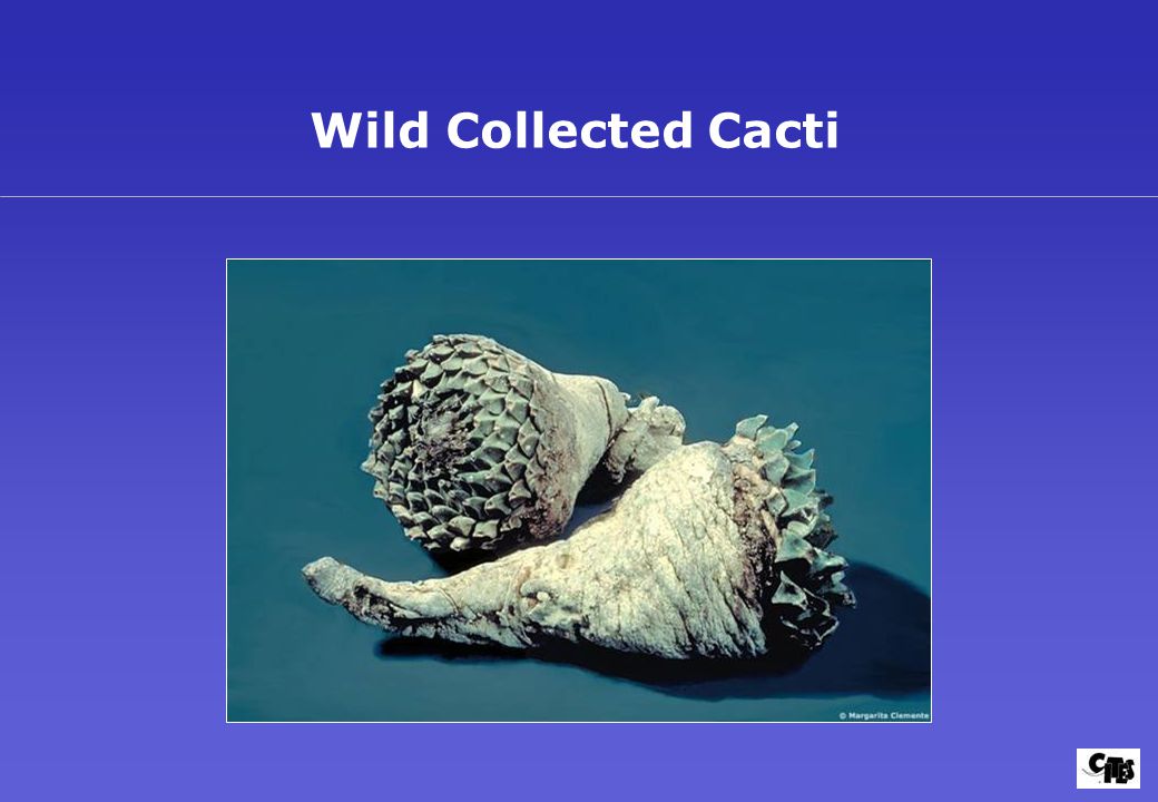 Wild Collected Cacti