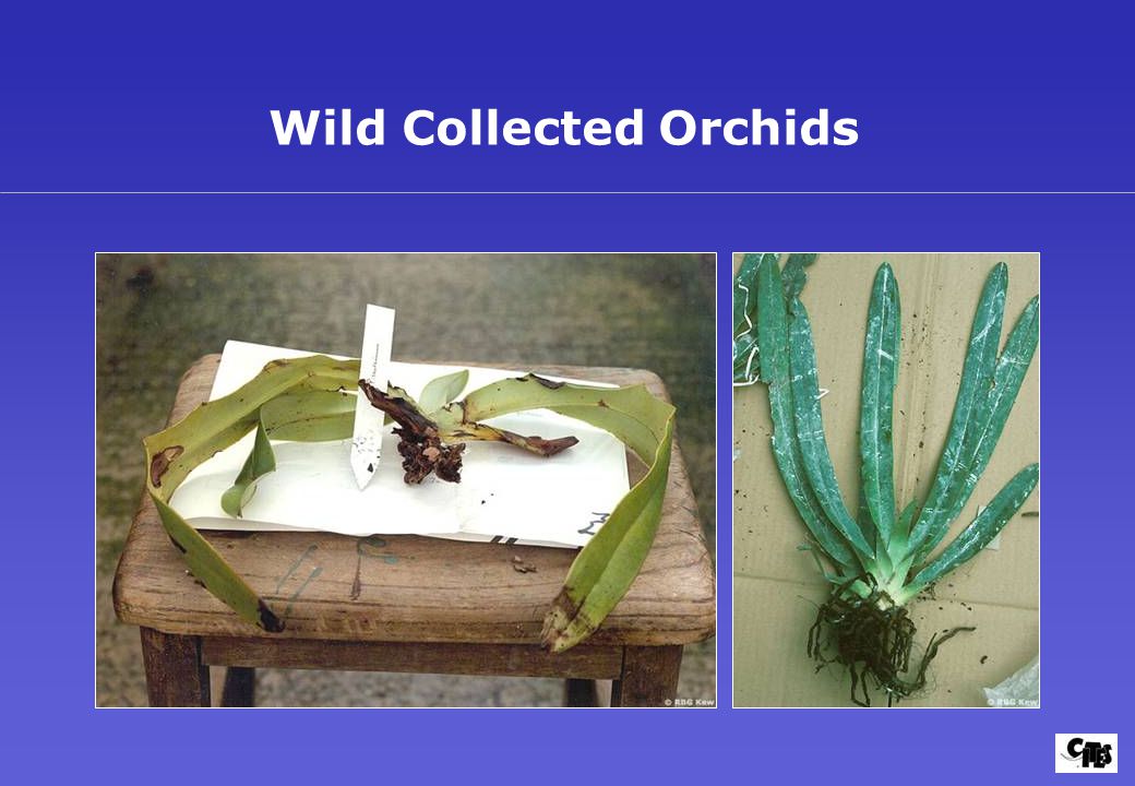 Wild Collected Orchids