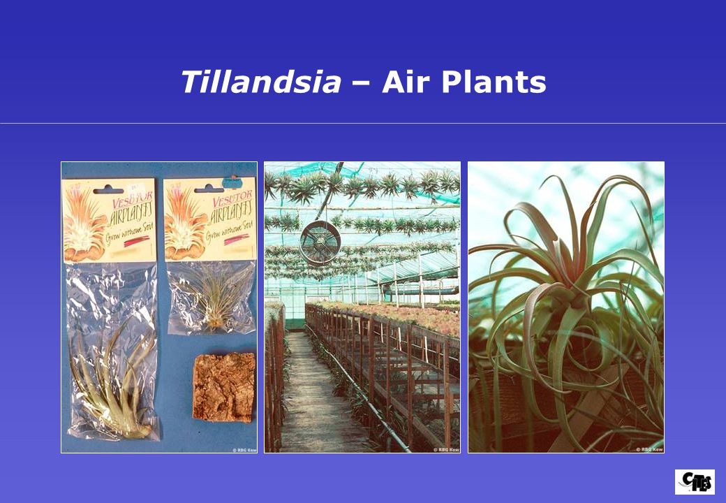 Tillandsia – Air Plants