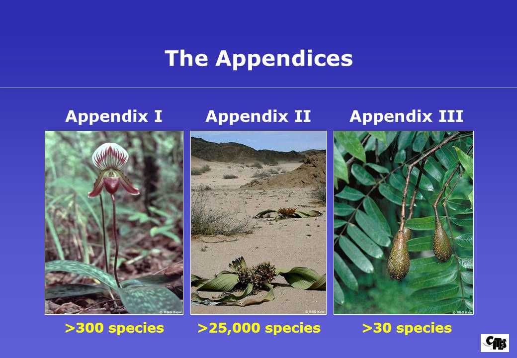 The Appendices Appendix I >300 species Appendix II >25,000 species Appendix III >30 species