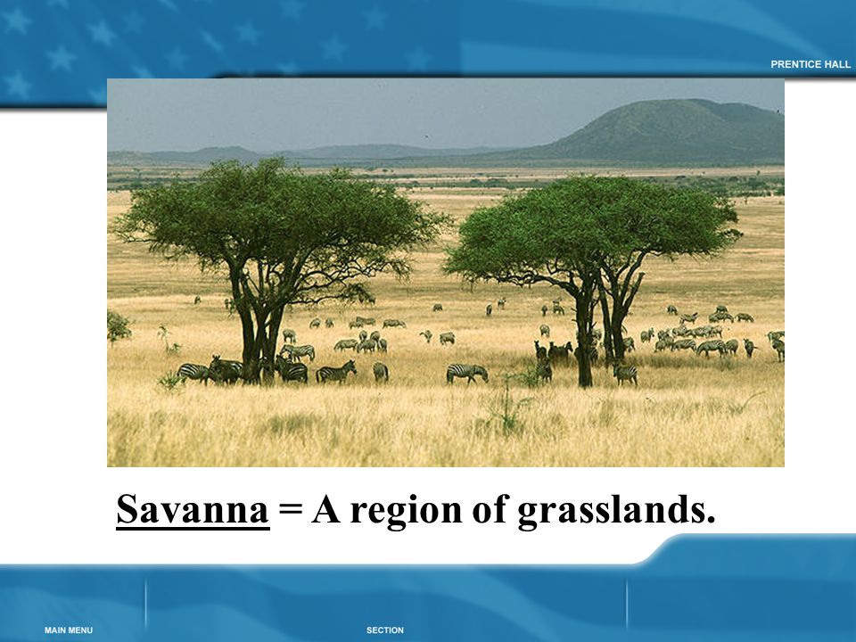 Savanna = A region of grasslands.