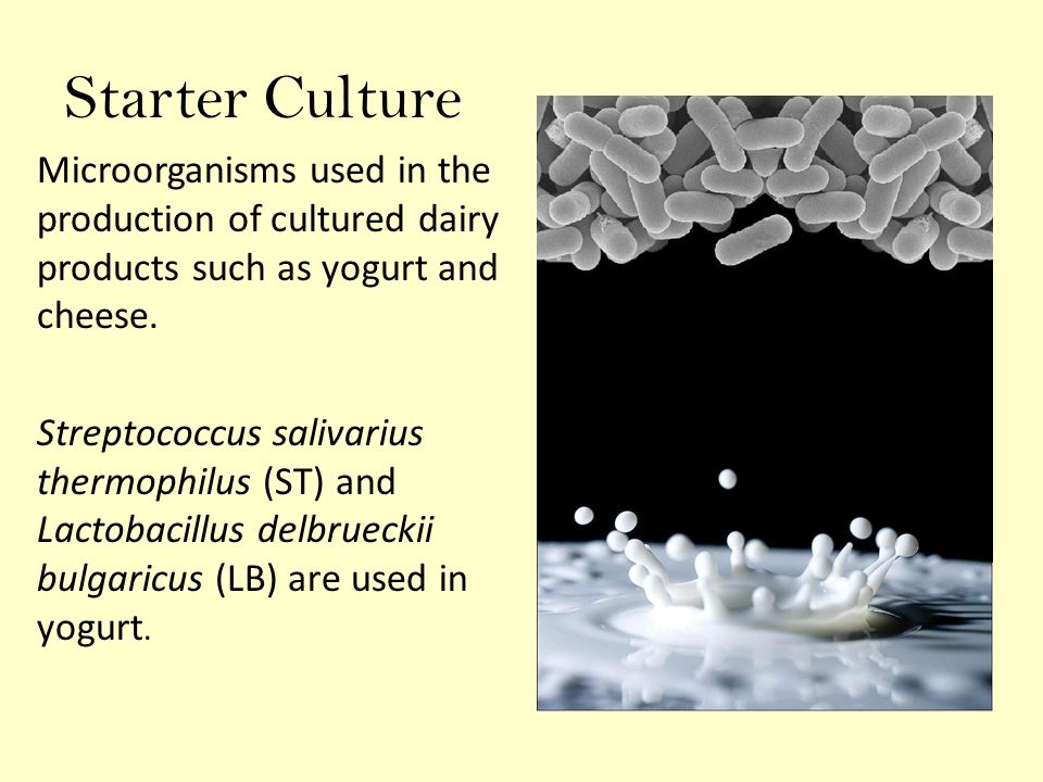 Starter Culture Microorganisms used in the production of cultured dairy products such as yogurt and cheese.