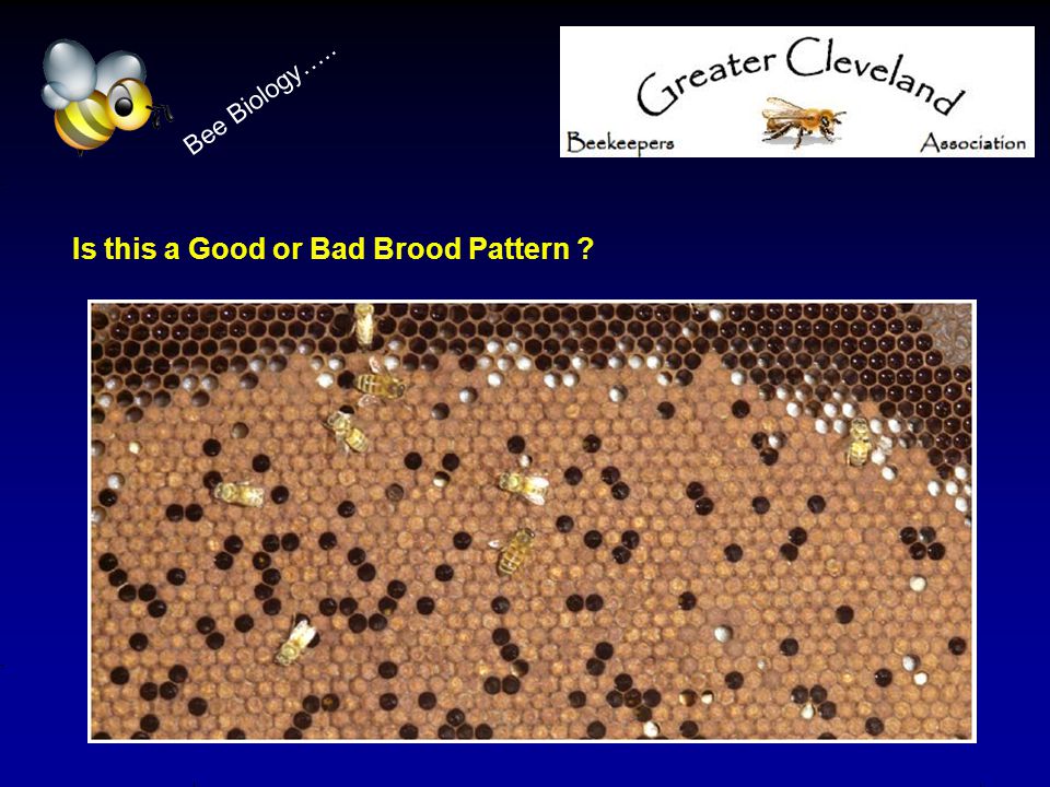 Is this a Good or Bad Brood Pattern Bee Biology…..