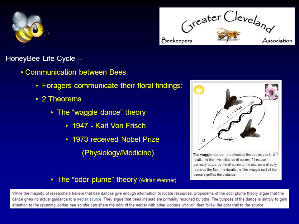 HoneyBee Life Cycle – Communication between Bees Foragers communicate their floral findings: 2 Theorems The waggle dance theory Karl Von Frisch 1973 received Nobel Prize (Physiology/Medicine) The odor plume theory (Adrian Wenner)