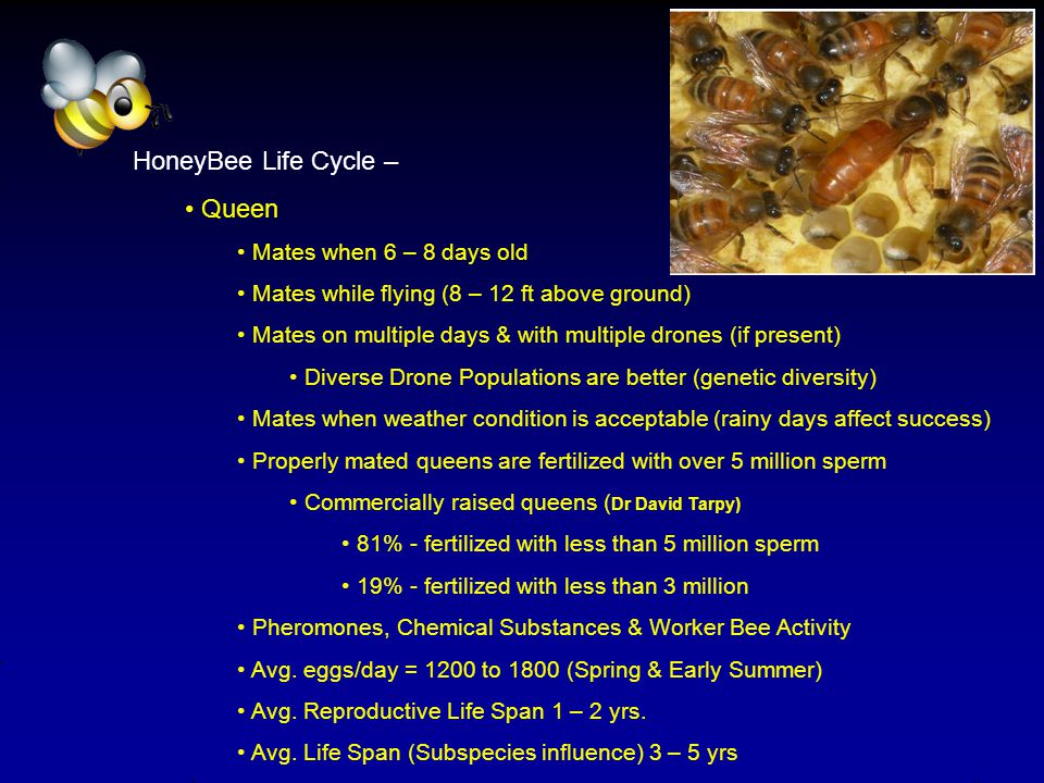 HoneyBee Life Cycle – Queen Mates when 6 – 8 days old Mates while flying (8 – 12 ft above ground) Mates on multiple days & with multiple drones (if present) Diverse Drone Populations are better (genetic diversity) Mates when weather condition is acceptable (rainy days affect success) Properly mated queens are fertilized with over 5 million sperm Commercially raised queens ( Dr David Tarpy) 81% - fertilized with less than 5 million sperm 19% - fertilized with less than 3 million Pheromones, Chemical Substances & Worker Bee Activity Avg.