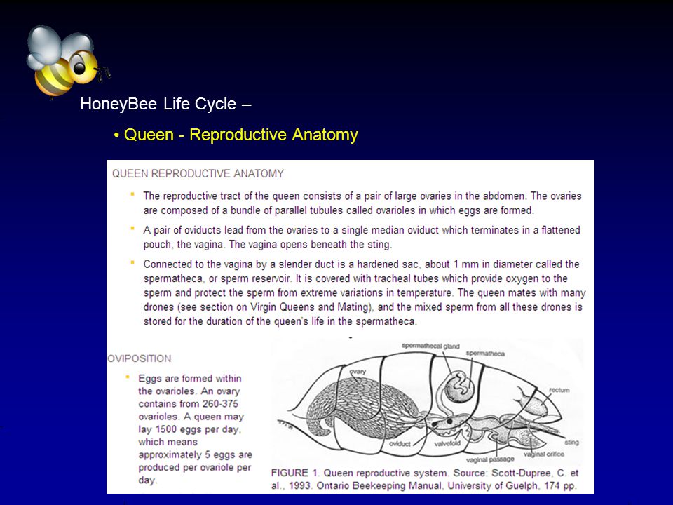 HoneyBee Life Cycle – Queen - Reproductive Anatomy