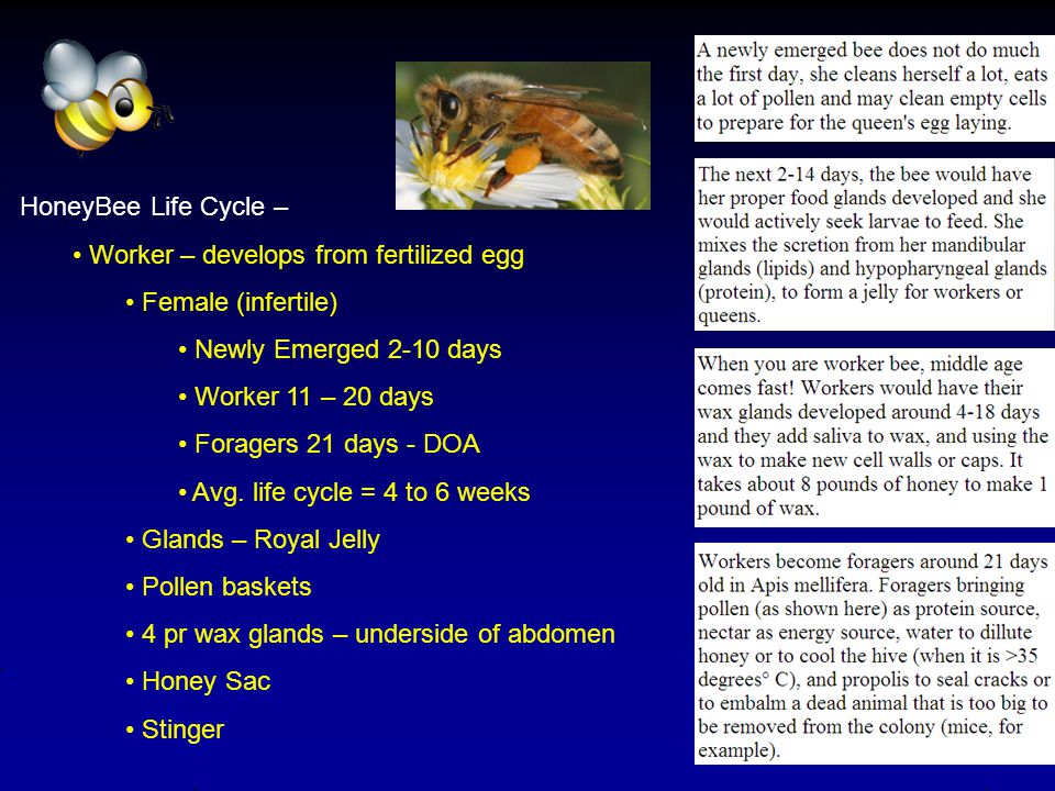 HoneyBee Life Cycle – Worker – develops from fertilized egg Female (infertile) Newly Emerged 2-10 days Worker 11 – 20 days Foragers 21 days - DOA Avg.