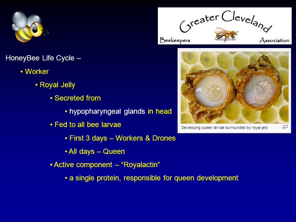HoneyBee Life Cycle – Worker Royal Jelly Secreted from hypopharyngeal glands in head Fed to all bee larvae First 3 days – Workers & Drones All days – Queen Active component – Royalactin a single protein, responsible for queen development