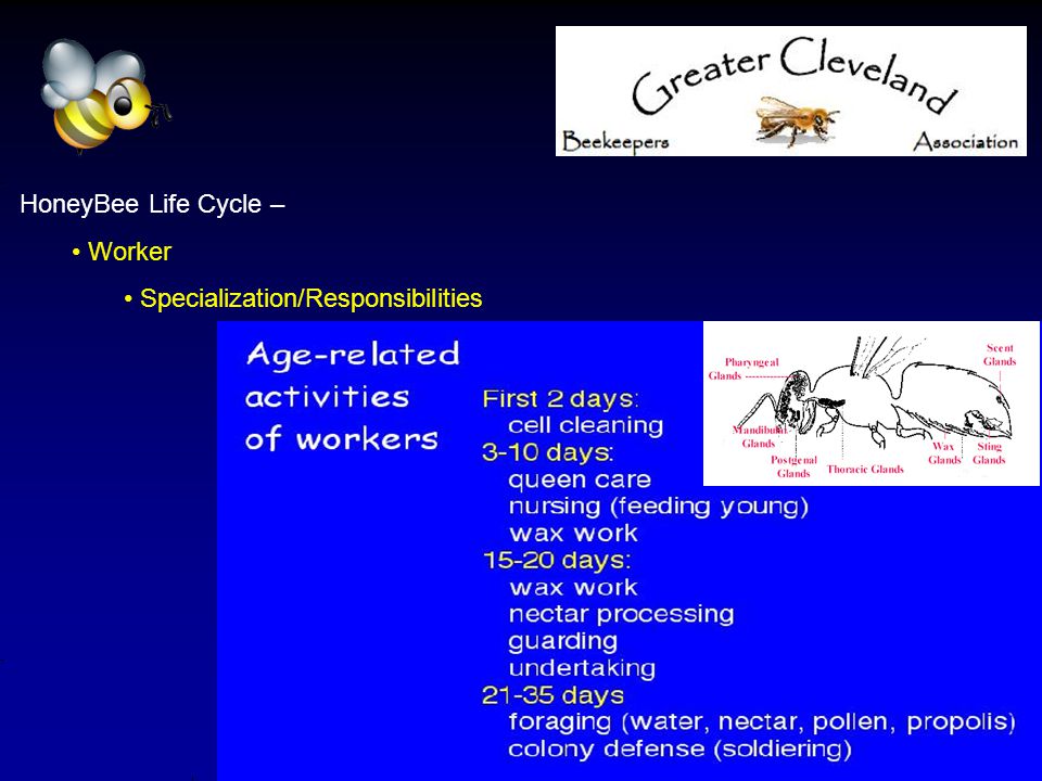 HoneyBee Life Cycle – Worker Specialization/Responsibilities