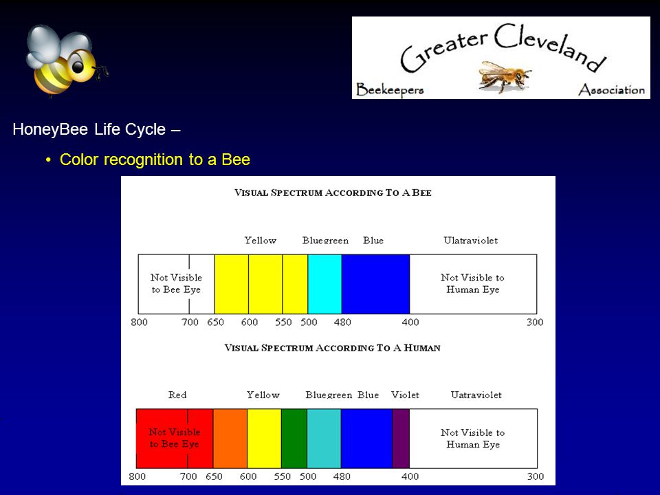 HoneyBee Life Cycle – Color recognition to a Bee
