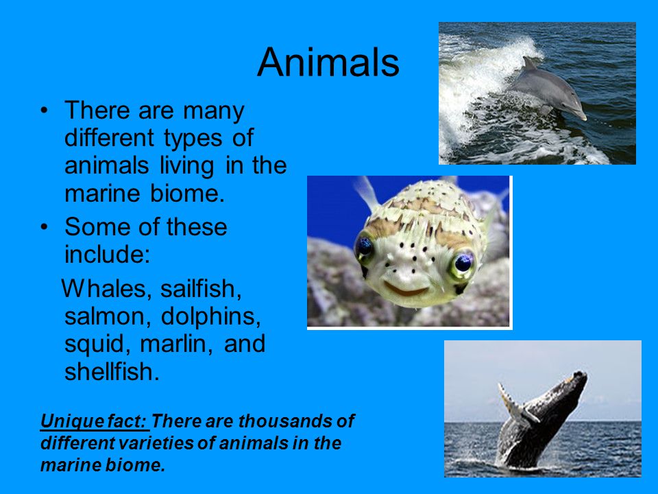 Marine Biome 2 nd block Honors Biology By: Madison AutumnBreanna. - ppt  download