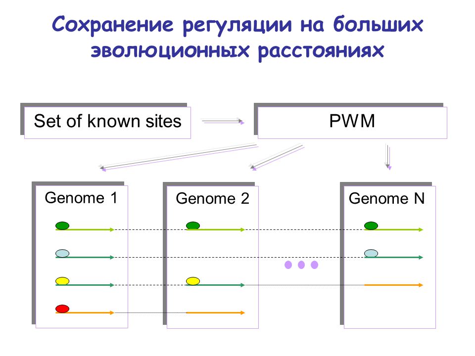 Сравнительная геномика. Аннотированные гены. Аннотация генов. Сравнение ppt. 3 гена расстояние