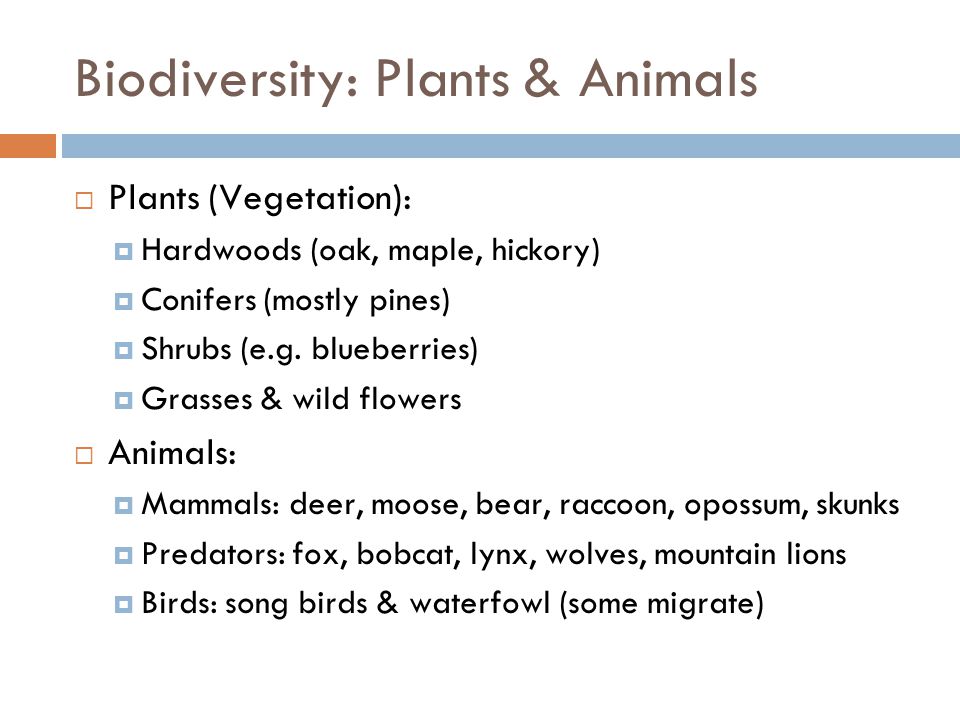 Biodiversity: Plants & Animals  Plants (Vegetation):  Hardwoods (oak, maple, hickory)  Conifers (mostly pines)  Shrubs (e.g.