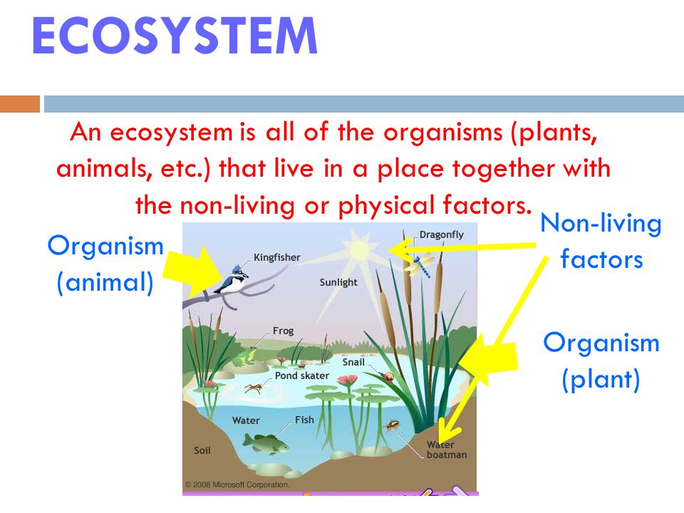 ECOSYSTEM An ecosystem is all of the organisms (plants, animals, etc.) that live in a place together with the non-living or physical factors.