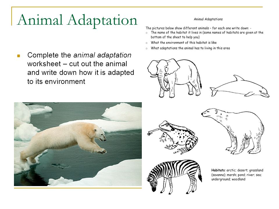 Adaptation To Daily & Seasonal Changes D. Crowley, ppt download
