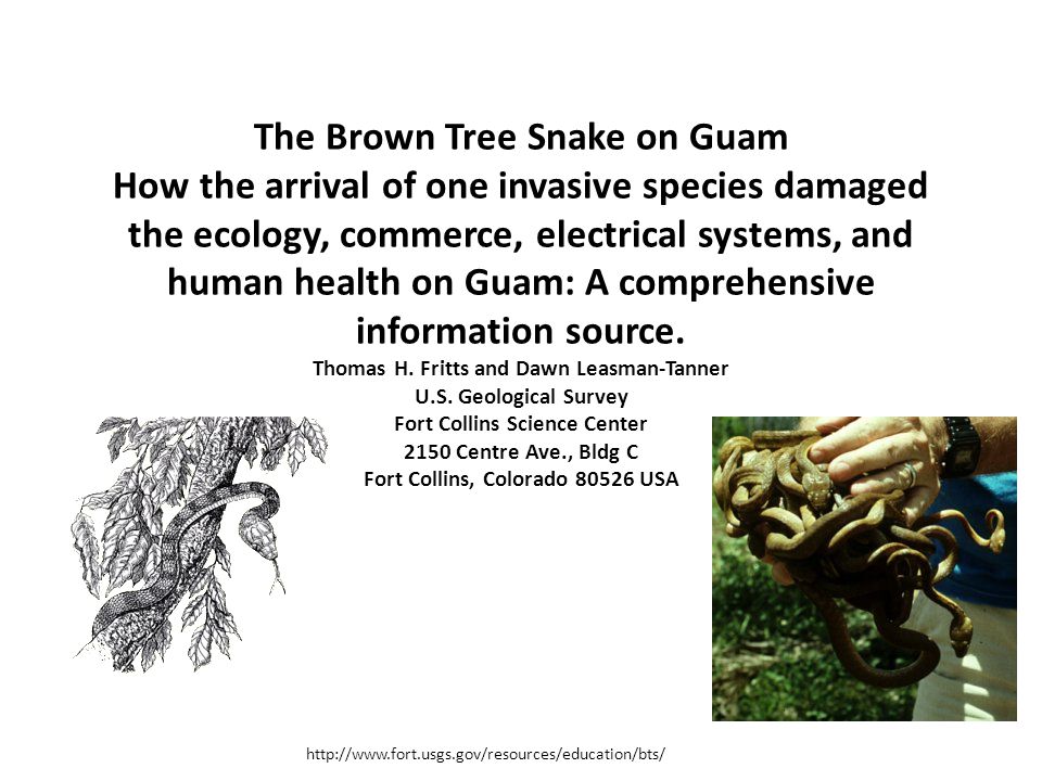 The Brown Tree Snake On Guam How The Arrival Of One Invasive