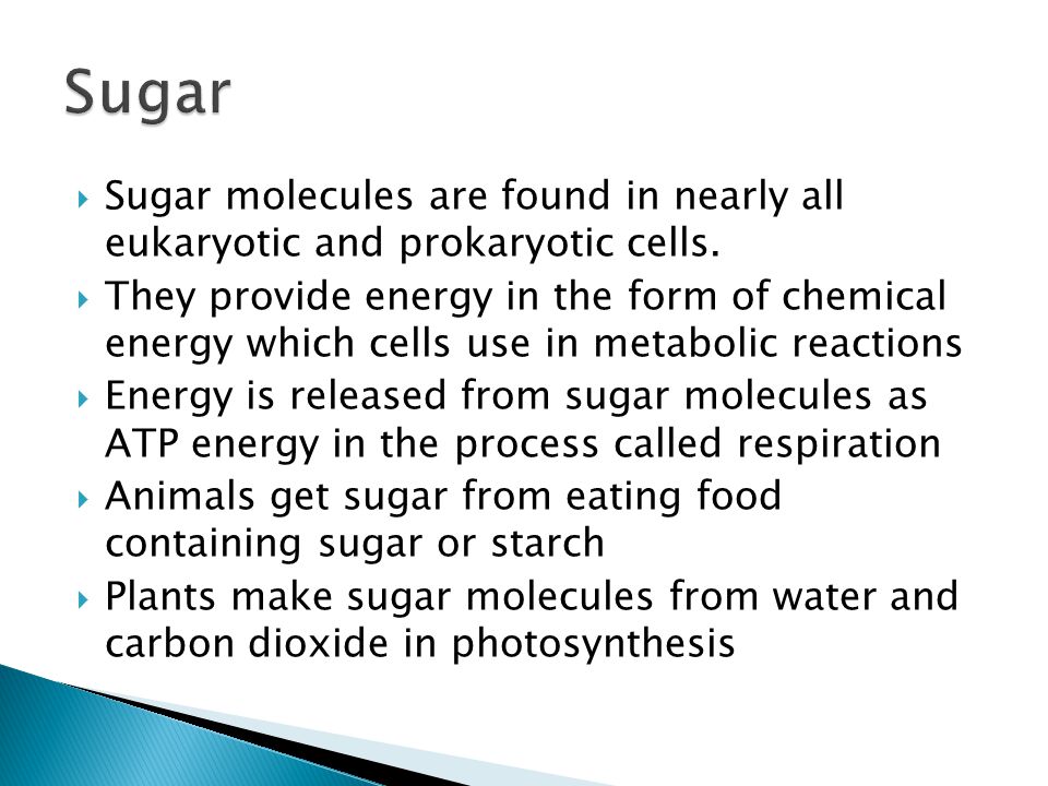 Sugar molecules are found in nearly all eukaryotic and prokaryotic cells.