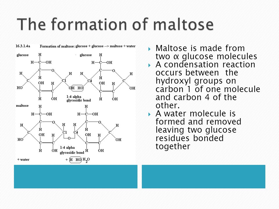  Maltose is made from two α glucose molecules  A condensation reaction occurs between the hydroxyl groups on carbon 1 of one molecule and carbon 4 of the other.