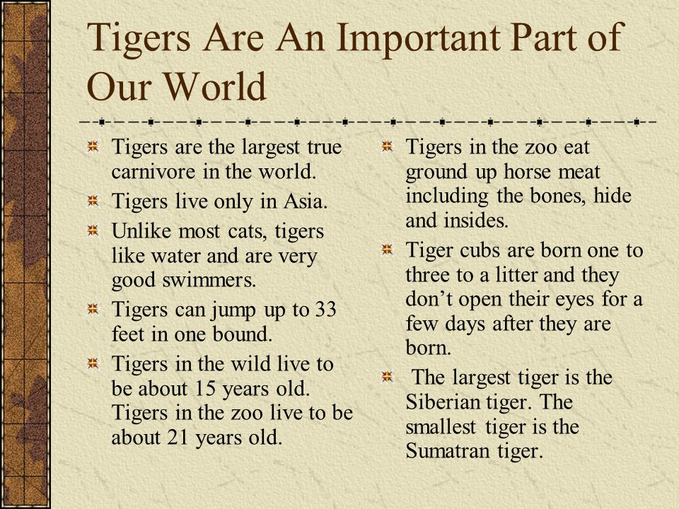 Tigers An Endangered Species