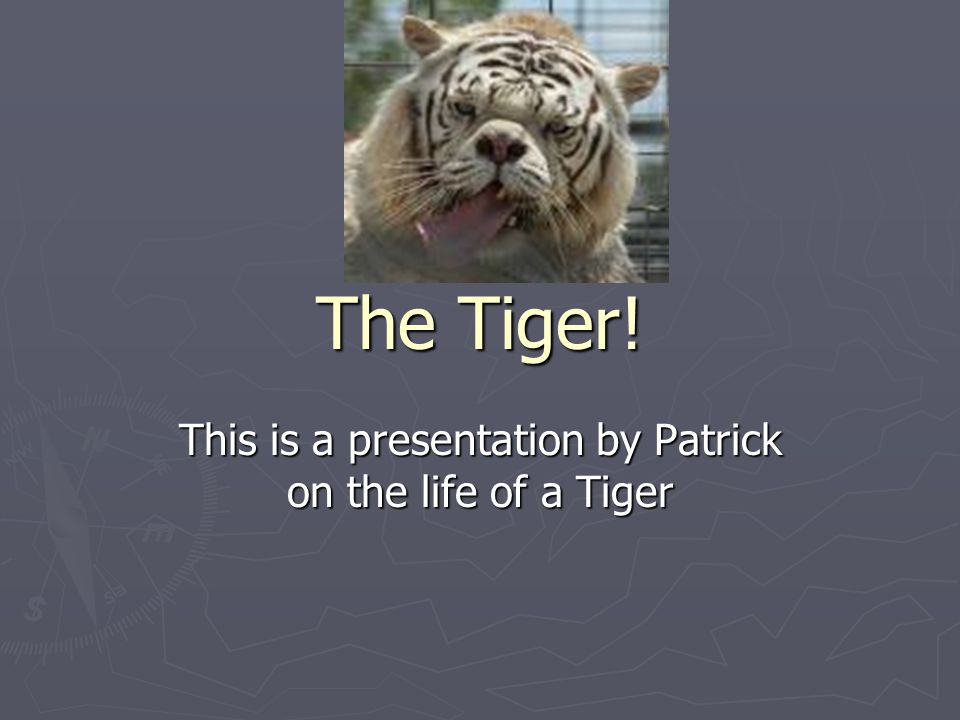 The Tiger! This is a presentation by Patrick on the life of a Tiger