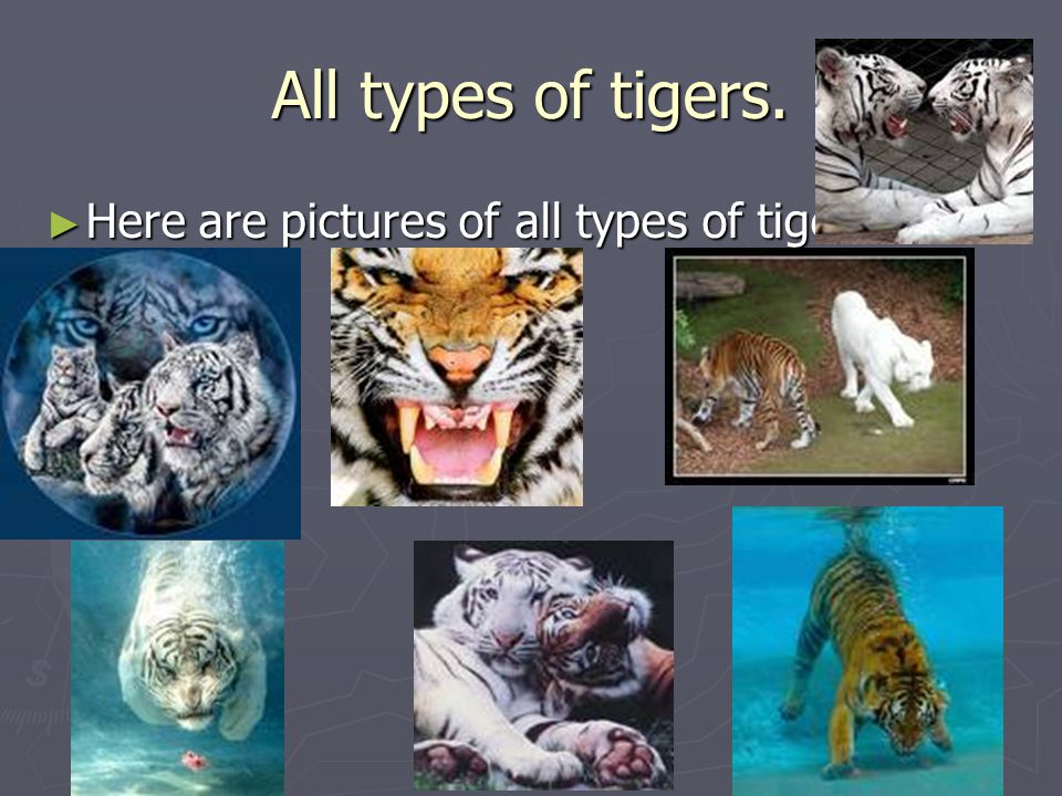 All types of tigers. ► Here are pictures of all types of tigers.