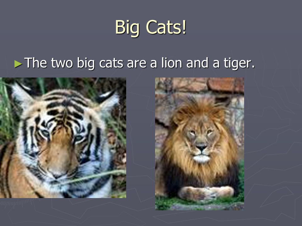 Big Cats! ► The two big cats are a lion and a tiger.