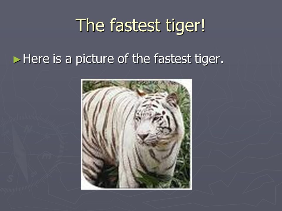 The fastest tiger! ► Here is a picture of the fastest tiger.