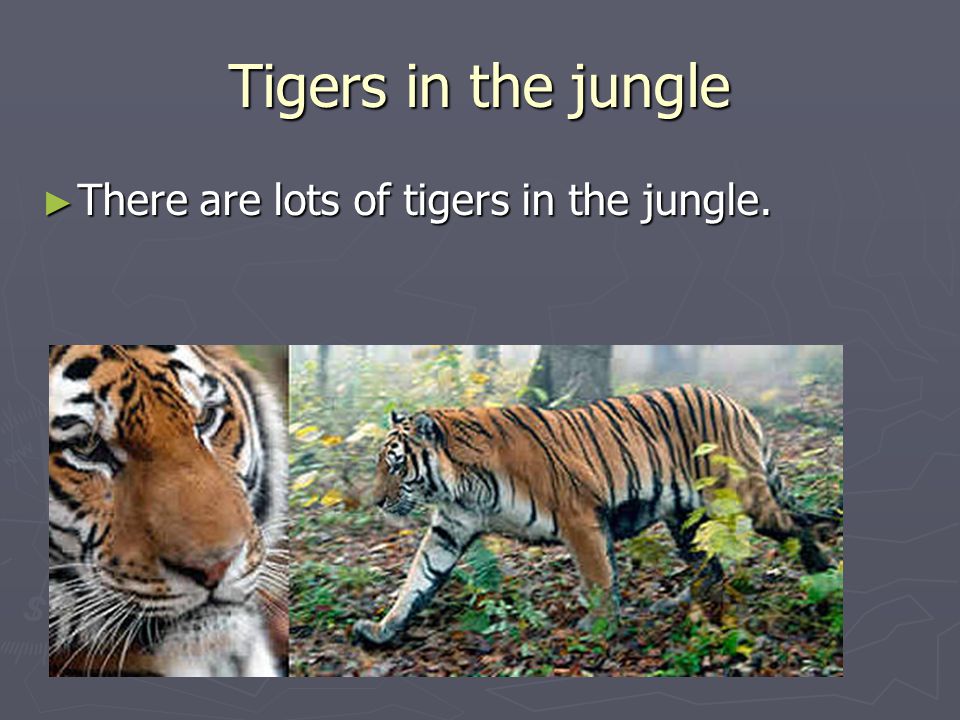 Tigers in the jungle ► There are lots of tigers in the jungle.