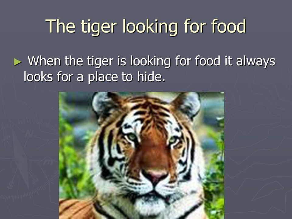 The tiger looking for food ► When the tiger is looking for food it always looks for a place to hide.