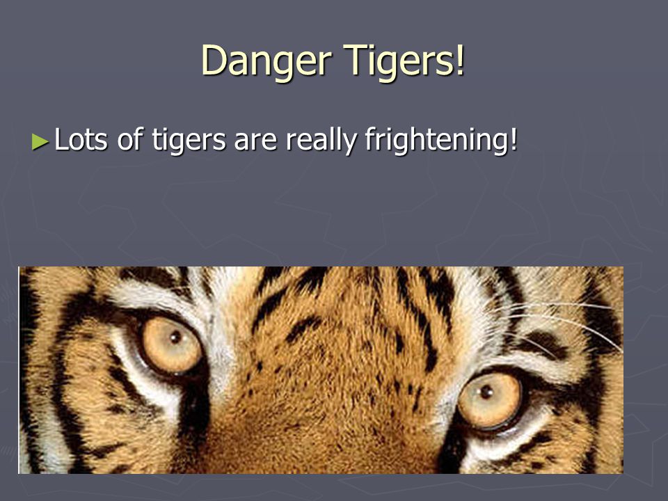 Danger Tigers! ► Lots of tigers are really frightening!