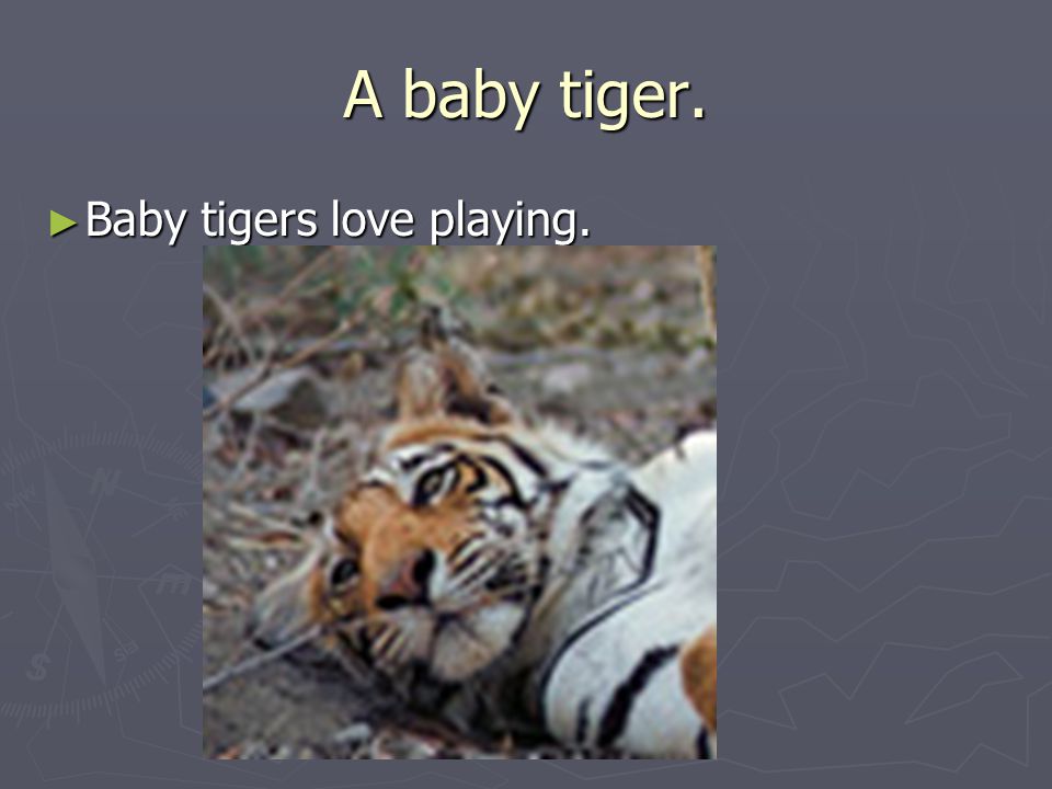 A baby tiger. ► Baby tigers love playing.