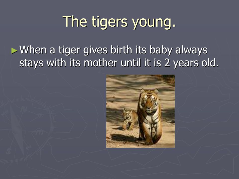 The tigers young.