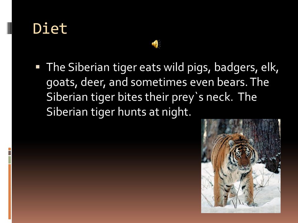 Facts  Siberian tigers can run up to 30 miles per hour.