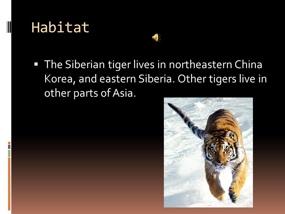 Diet  The Siberian tiger eats wild pigs, badgers, elk, goats, deer, and sometimes even bears.
