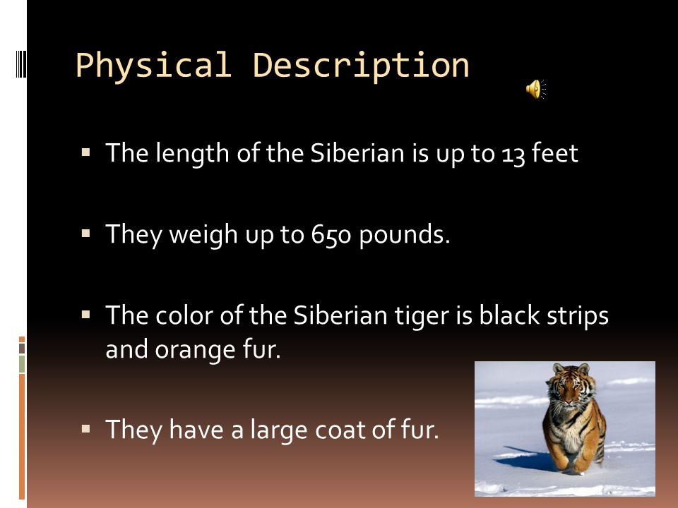 Habitat  The Siberian tiger lives in northeastern China Korea, and eastern Siberia.