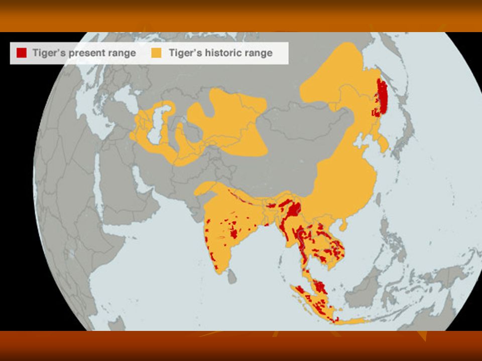 Амурский тигр карта обитания