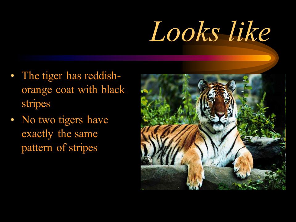 Habitat Tigers walk along the mountains The tigers habitat is mostly in Asia Tigers habitats have also dwindle seriously