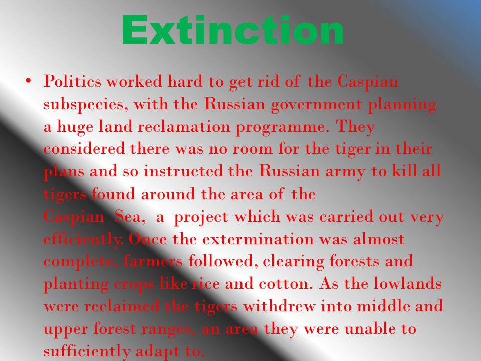 Extinction Politics worked hard to get rid of the Caspian subspecies, with the Russian government planning a huge land reclamation programme.