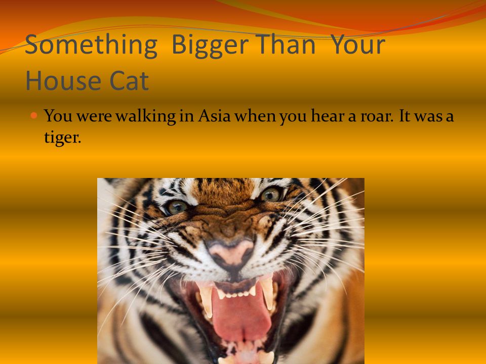 Something Bigger Than Your House Cat You were walking in Asia when you hear a roar. It was a tiger.