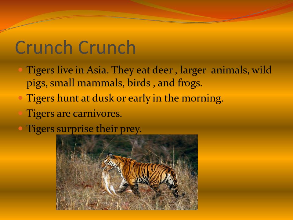 Crunch Tigers live in Asia.