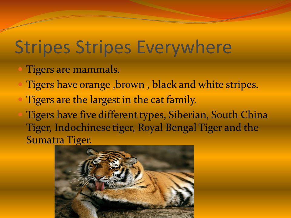 Stripes Stripes Everywhere Tigers are mammals. Tigers have orange,brown, black and white stripes.